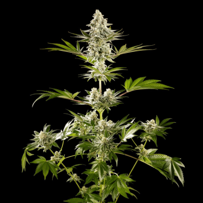 Kannabia Seeds - Melonade-K