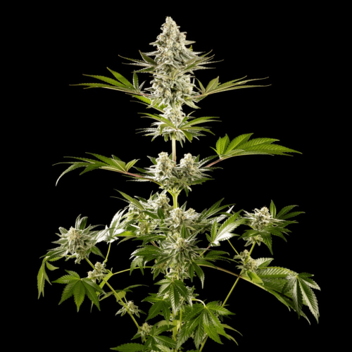 Kannabia Seeds - Melonade-K