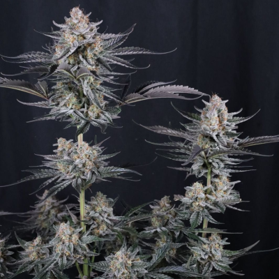 Fast Buds - Mendo Guava Auto