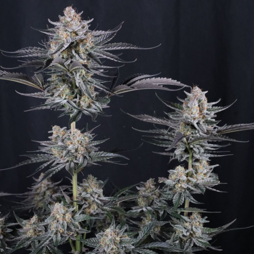 Fast Buds - Mendo Guava Auto