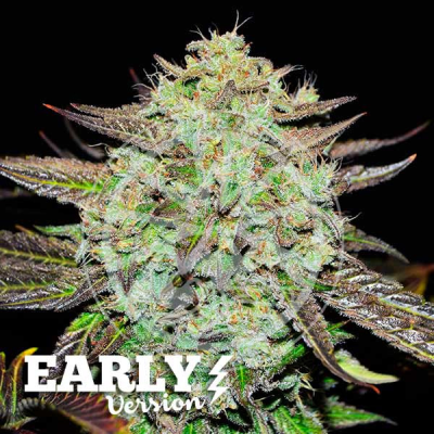 Delicious Seeds - Purple Mango Kush Early Version