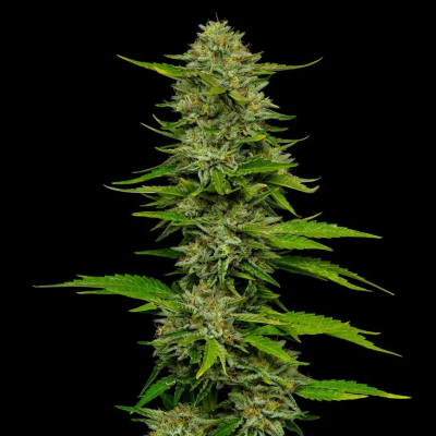 Humboldt Seed Company - One Love Sativa