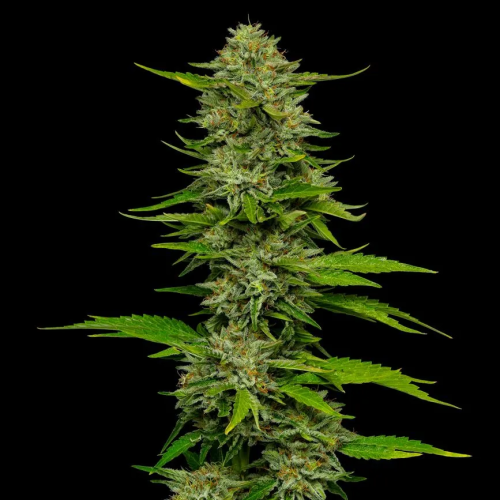 Humboldt Seed Company - One Love Sativa