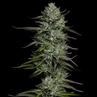 Humboldt Seed Company - Redemption Indica
