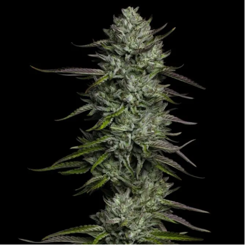 Humboldt Seed Company - Redemption Indica