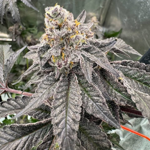 Fast Buds - Gary Sherbet