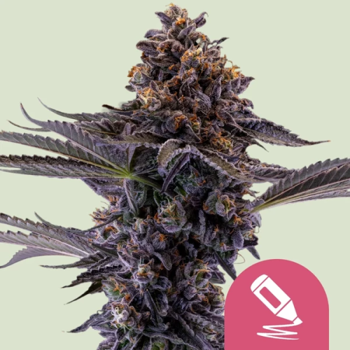 Royal Queen Seeds - Permanent Marker