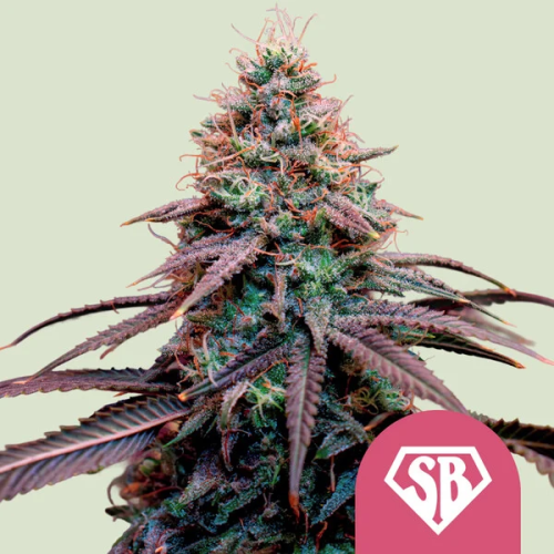 Royal Queen Seeds - Super Boof