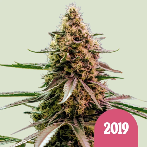 Royal Queen Seeds - The 2019