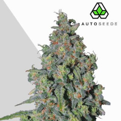 Auto Seeds - Trainwreck Auto