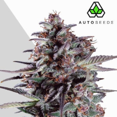 Auto Seeds - Purple Lemonade Auto