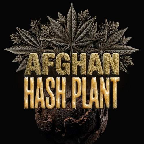 Barney´s Farm - Afghan Hash Plant Auto
