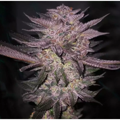 Ethos Genetics - Atomic Fuego R1