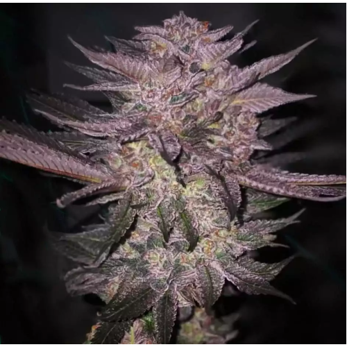 Ethos Genetics - Atomic Fuego R1
