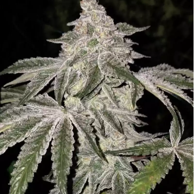Ethos Genetics - Atomic Leisure R1