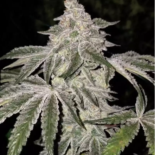 Ethos Genetics - Atomic Leisure R1