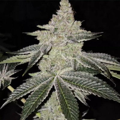 Ethos Genetics - Chama! R1