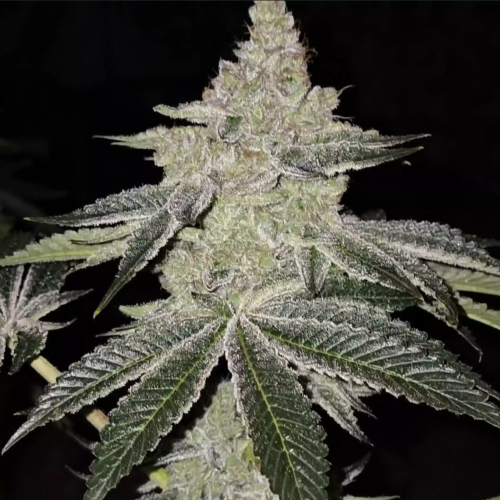 Ethos Genetics - Chama! R1