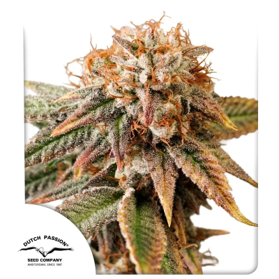 Dutch Passion - Auto Kingston Punch