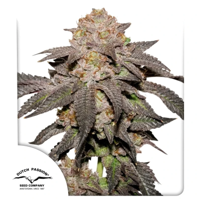 Dutch Passion - Kingston Punch