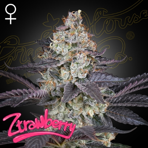 Green House Seed - Ztrawberry