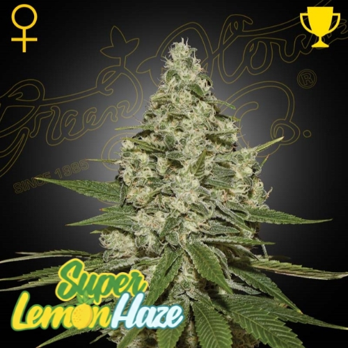Green House Seed - Super Lemon Haze