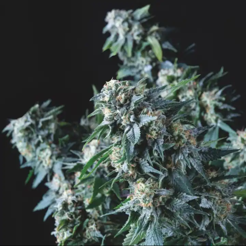 Pyramid Seeds - Amnesia Gold regular