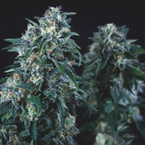 Pyramid Seeds - Anubis regular