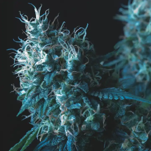Pyramid Seeds - Cookies USA regular