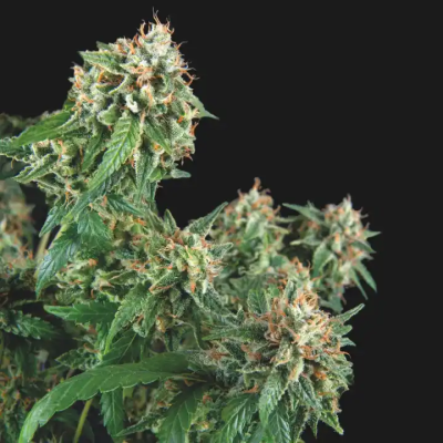 Pyramid Seeds - Galaxy regular