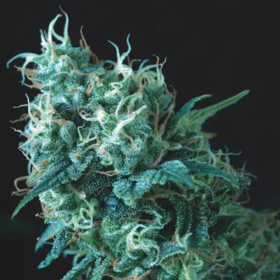 Pyramid Seeds - Gorila regular