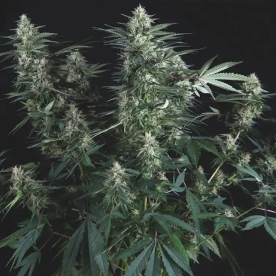 Pyramid Seeds - Super OG Kush regular