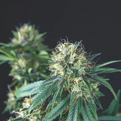 Pyramid Seeds - Tutankhamon regular