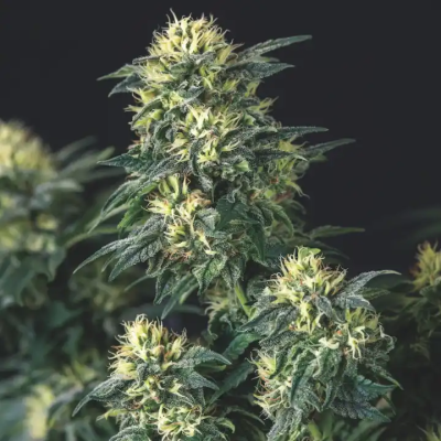 Pyramid Seeds - Anesthesia x Runtz