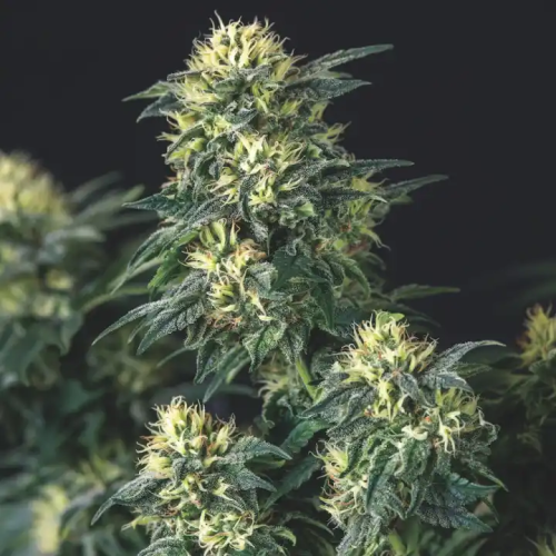 Pyramid Seeds - Anesthesia x Runtz