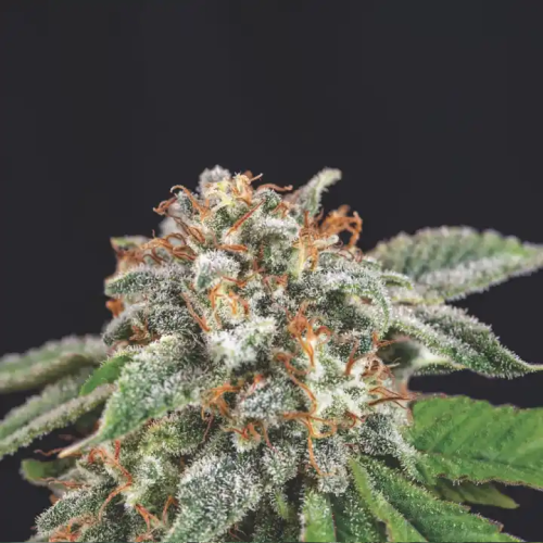 Pyramid Seeds - Galaxy x Runtz