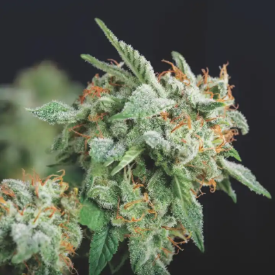 Pyramid Seeds - Northern Lights x Runtz
