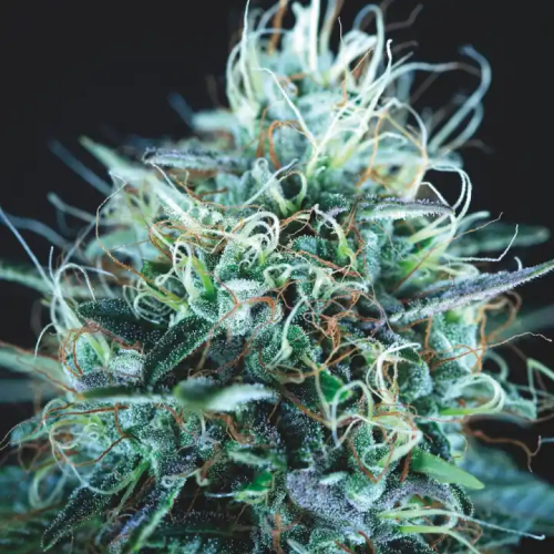 Pyramid Seeds - Purple Urkle x Blue Pyramid