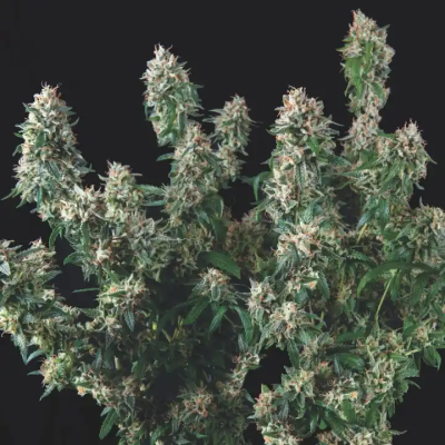 Pyramid Seeds - Tutankhamon x Cookies USA
