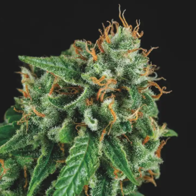 Pyramid Seeds - Tutankhamon x Gorila Glue