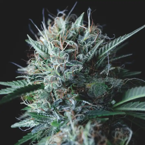 Pyramid Seeds - Wembley x Mendocino