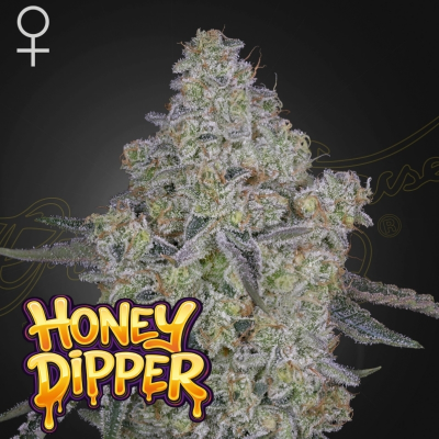 Green House Seed - Honey Dipper