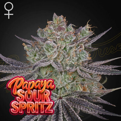 Green House Seed - Papaya Sour Spritz