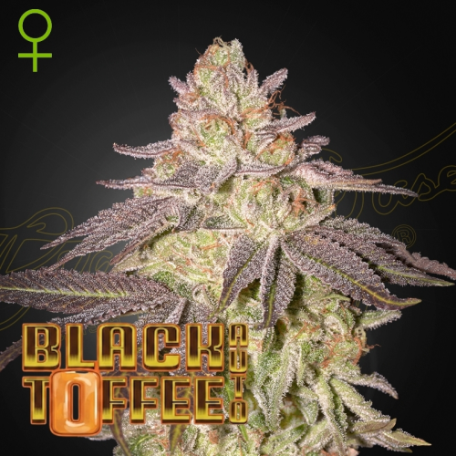 Green House Seed - Black Toffee Auto
