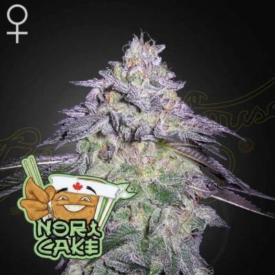 Green House Seed - Nori Cake