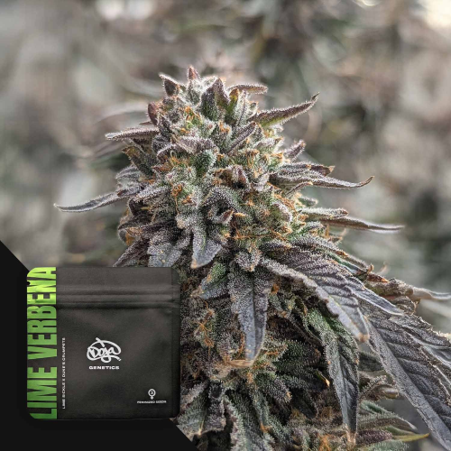 Doja Genetics - Lime Verbena