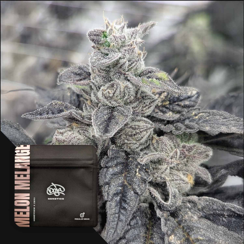 Doja Genetics - Melon Melange regular