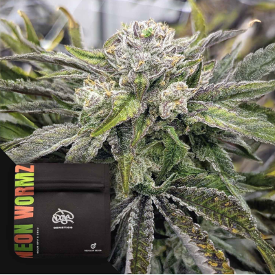 Doja Genetics - Neon Wormz regular