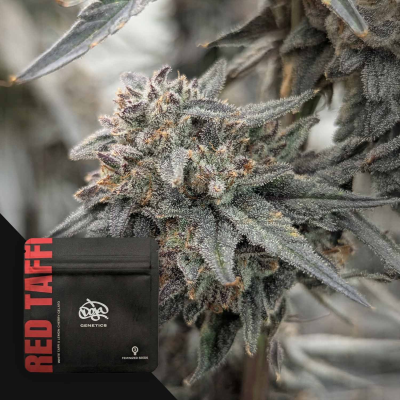 Doja Genetics - Red Taffi