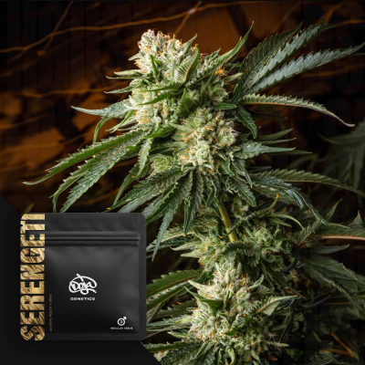 Doja Genetics - Serengeti regular